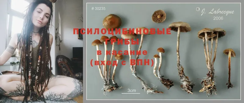 Галлюциногенные грибы Cubensis  Добрянка 