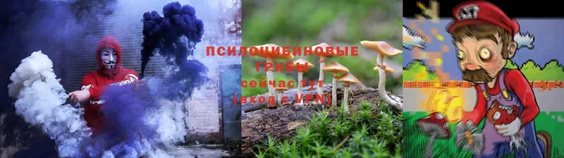 Галлюциногенные грибы Psilocybe Добрянка